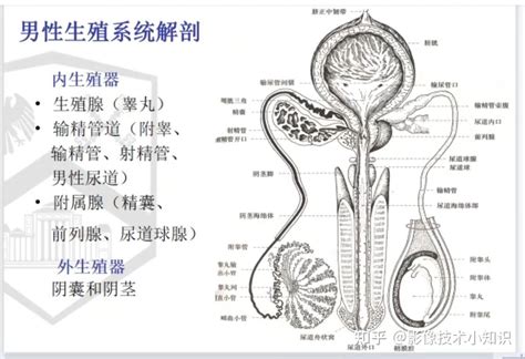 男性性器官|男性生殖器の構造